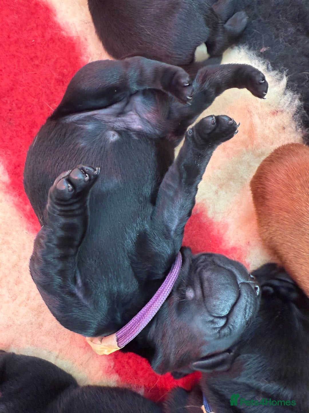 Labrador Retriever dogs for sale: Beautiful chunky litter of black pups  - Advert 14