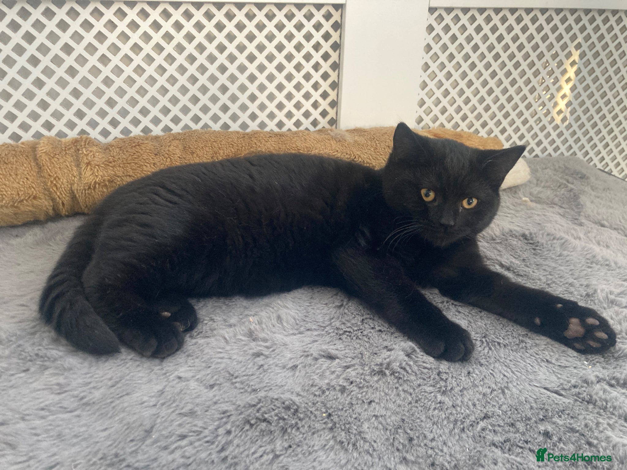 Mixed Breed cats Pure black cat with orange eyes - Advert 3