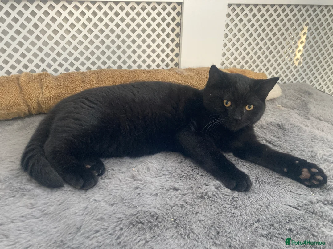 Mixed Breed cats for sale: Pure black cat with orange eyes - Advert 1