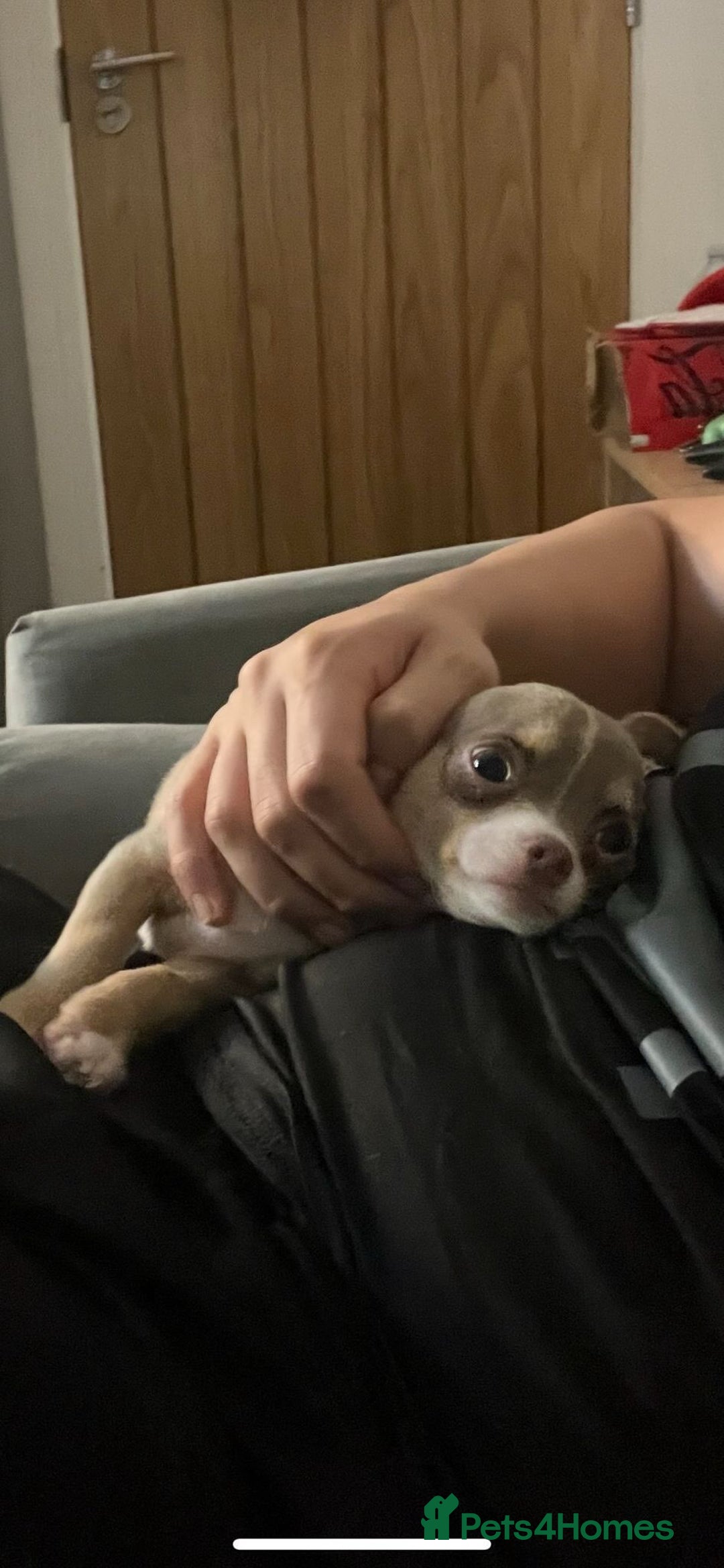 Chihuahua dogs for sale: Cheetos  - Advert 6