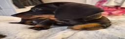 Miniature Dachshund dogs for sale: Miniature Dachshund male puppy Ready to leave now - Advert 2