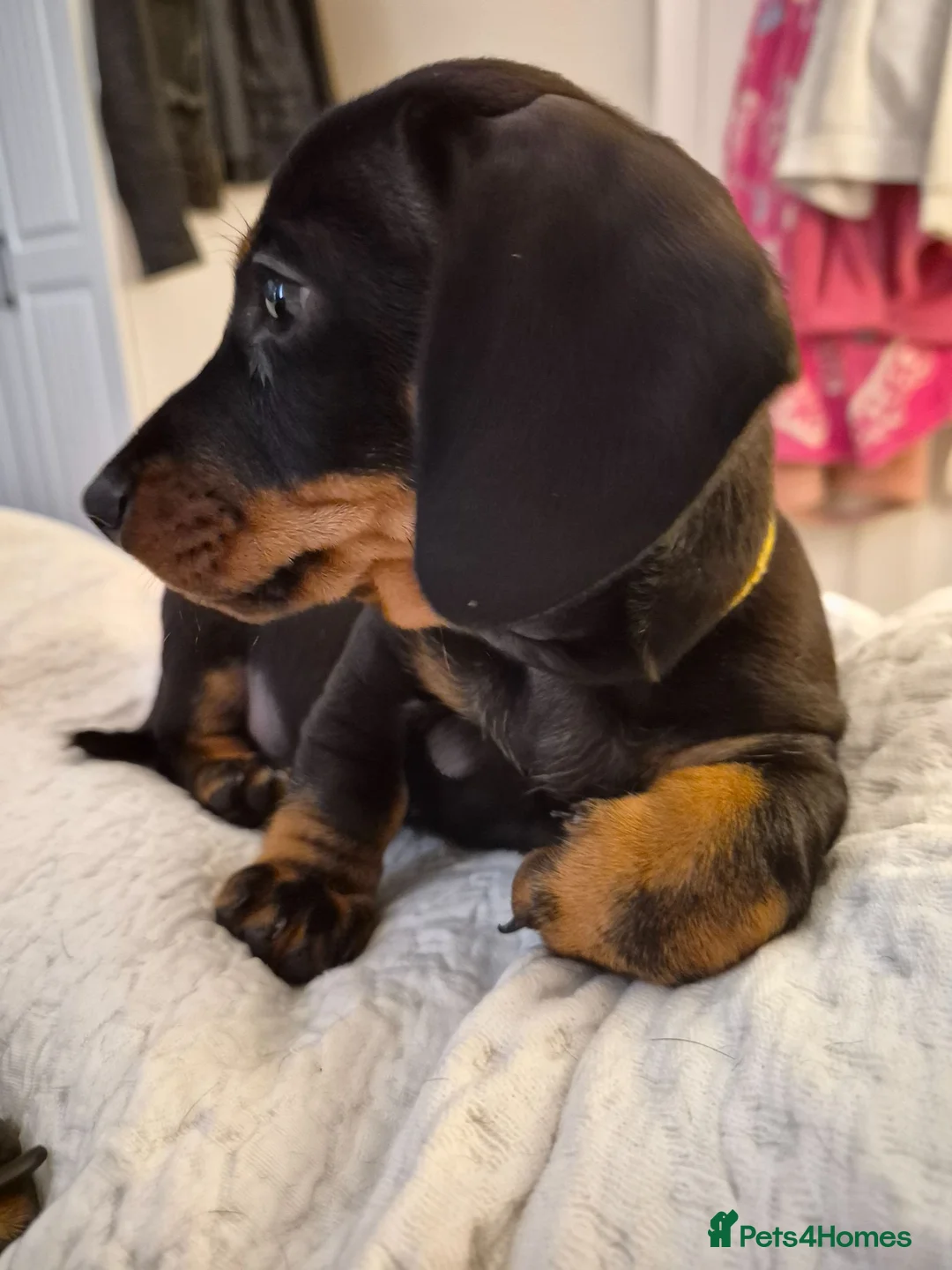Miniature Dachshund dogs for sale: Miniature Dachshund male puppy Ready to leave now - Advert 2