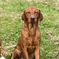 Labrador Retriever dogs Fox Red Labrador for Stud in Leeds - Advert 20