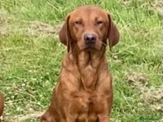 Labrador Retriever dogs Fox Red Labrador for Stud in Leeds - Advert 21