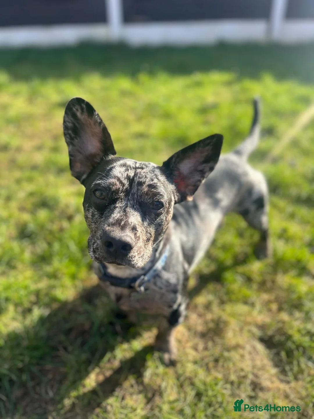 Mixed Breed dogs for sale: Dash & Daisy dachshund x french bull dogs - Advert 11