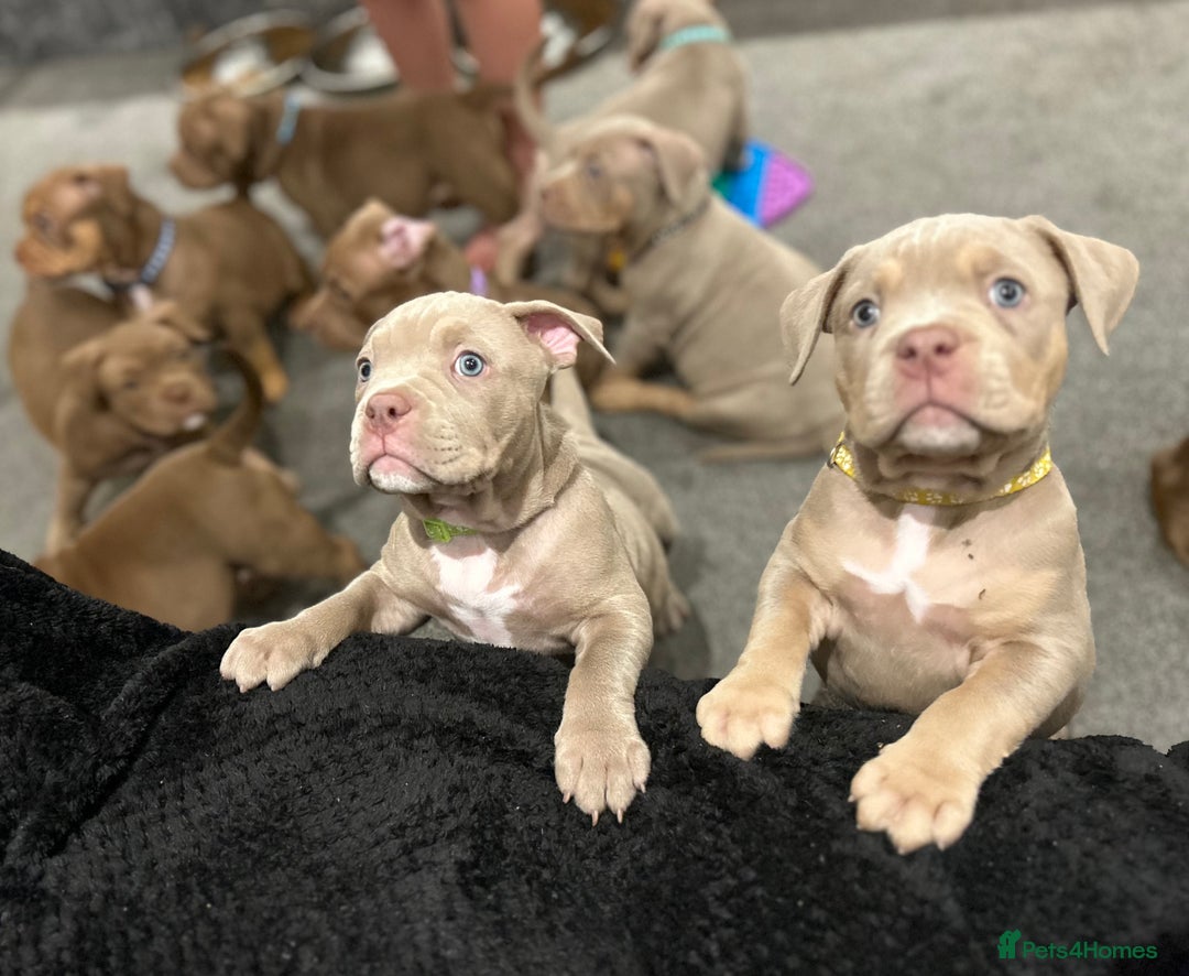 American Bully dogs for sale: Pocket bullies  ready to leave!! (Reduced) - Image 12