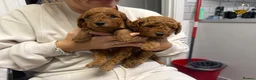 Cavapoo dogs for sale: F1b fox red Cavapoos  - Advert 1