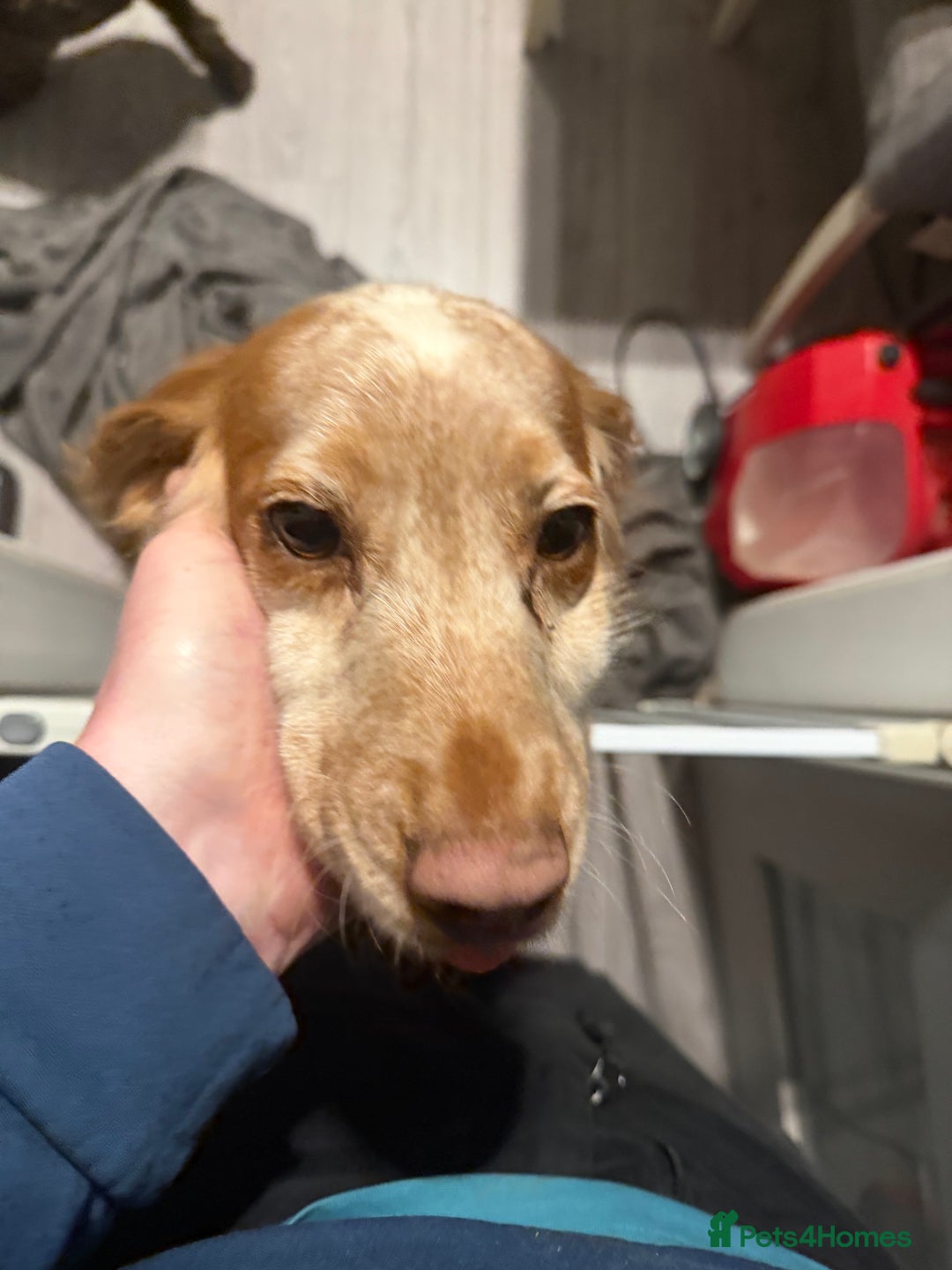 Cocker Spaniel dogs for sale: Beautiful sisters for sale  - Advert 2