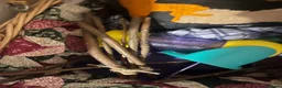 Hamster rodents for sale: Syrian Hamster - around 4 months old in Didcot - Advert 11
