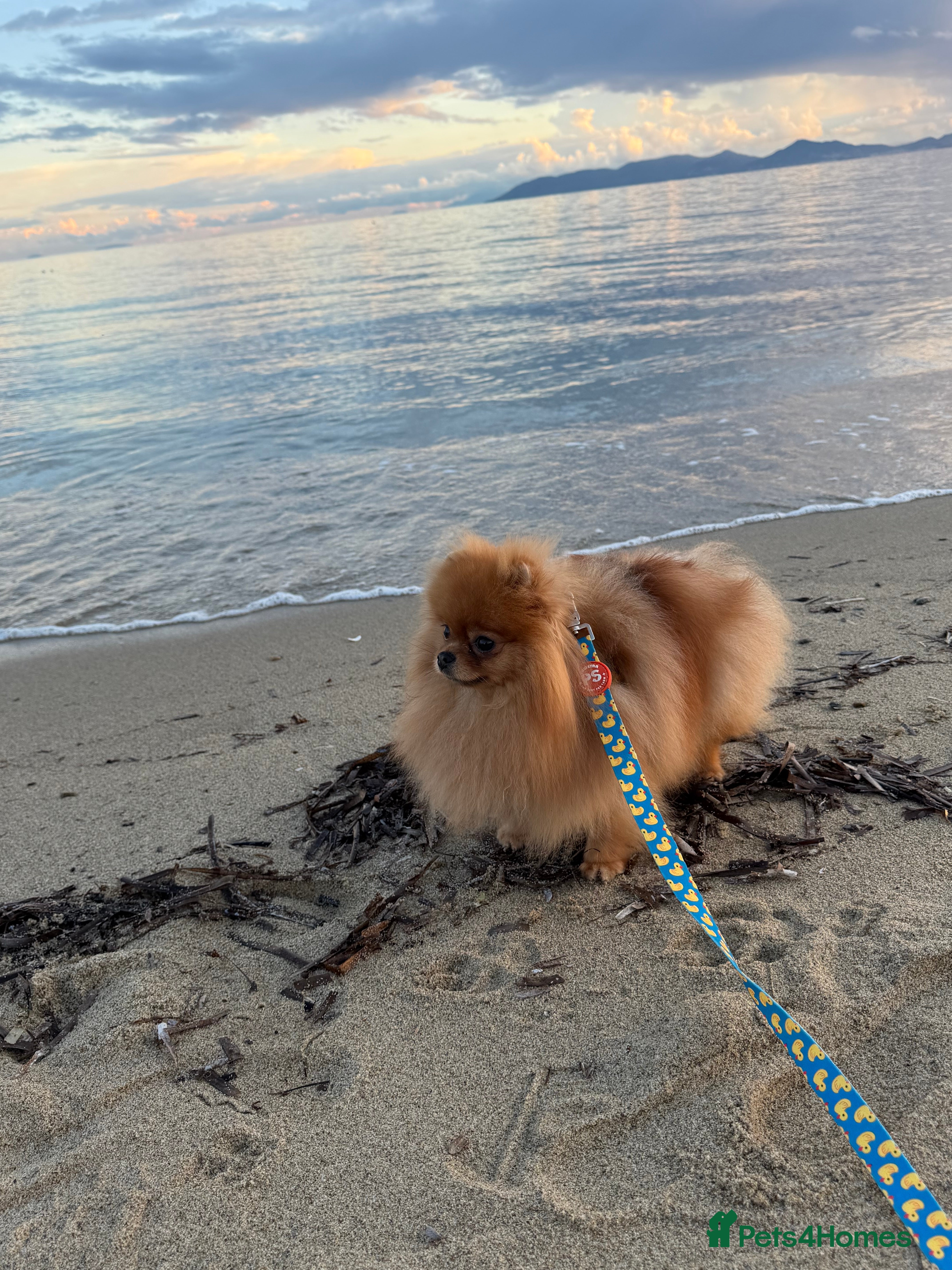 Pomeranian dogs  **  Russian blood lines sable Pom for sale 😍 - Advert 7