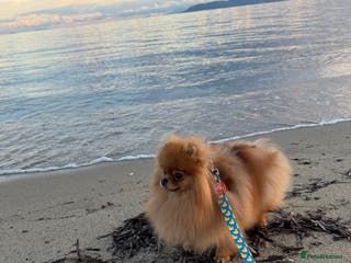 Pomeranian dogs ** Russian blood lines Pom looking for 🏡 - Advert 18
