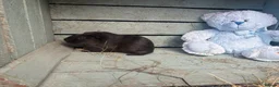 Guinea Pig rodents for sale: Please help rehome these boys - Advert 4