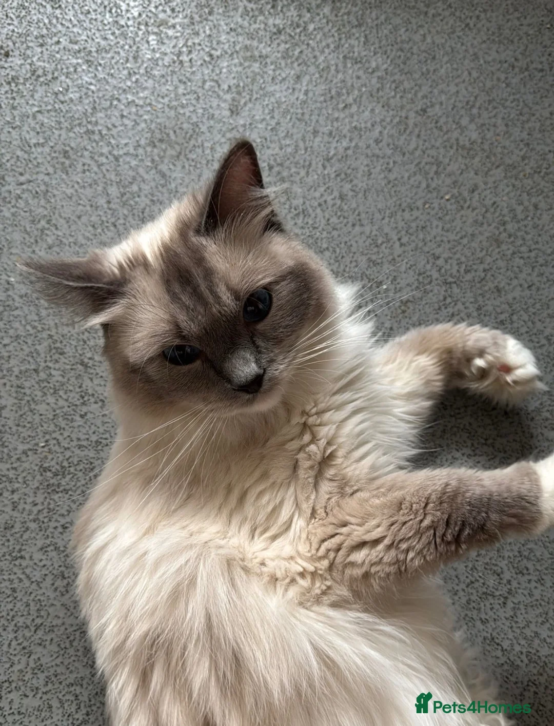 Ragdoll cats for sale: Retired Ragdoll - Advert 2