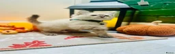Ragdoll cats for sale: Pedigree ragdolls with docs and certificates - Advert 4