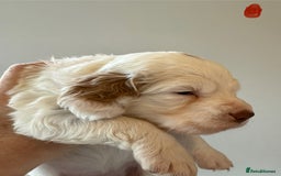 Clumber Spaniel dogs for sale: Pedigree KC Clumber Spaniel Puppies - Advert 8