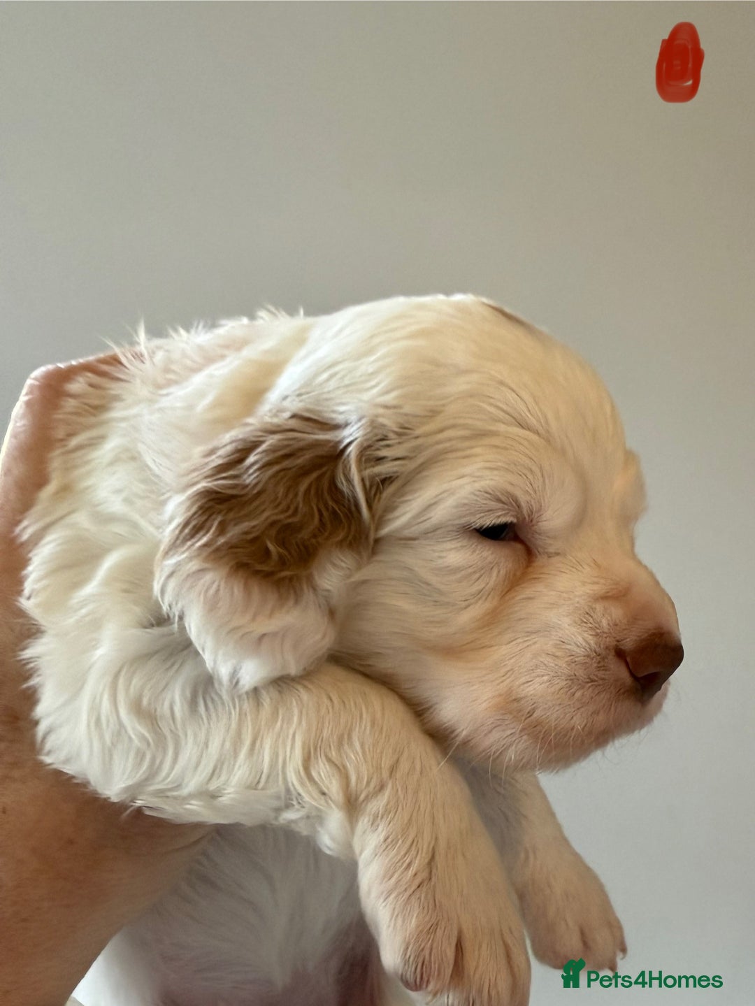 Clumber Spaniel dogs for sale: Pedigree KC Clumber Spaniel Puppies - Advert 8