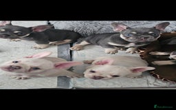 French Bulldog dogs for sale: 7french bulldogs for sale  - Image 3