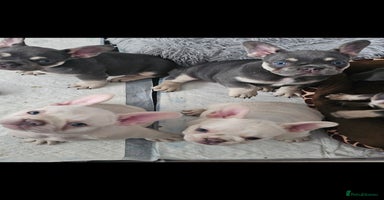 French Bulldog dogs - Advert 10