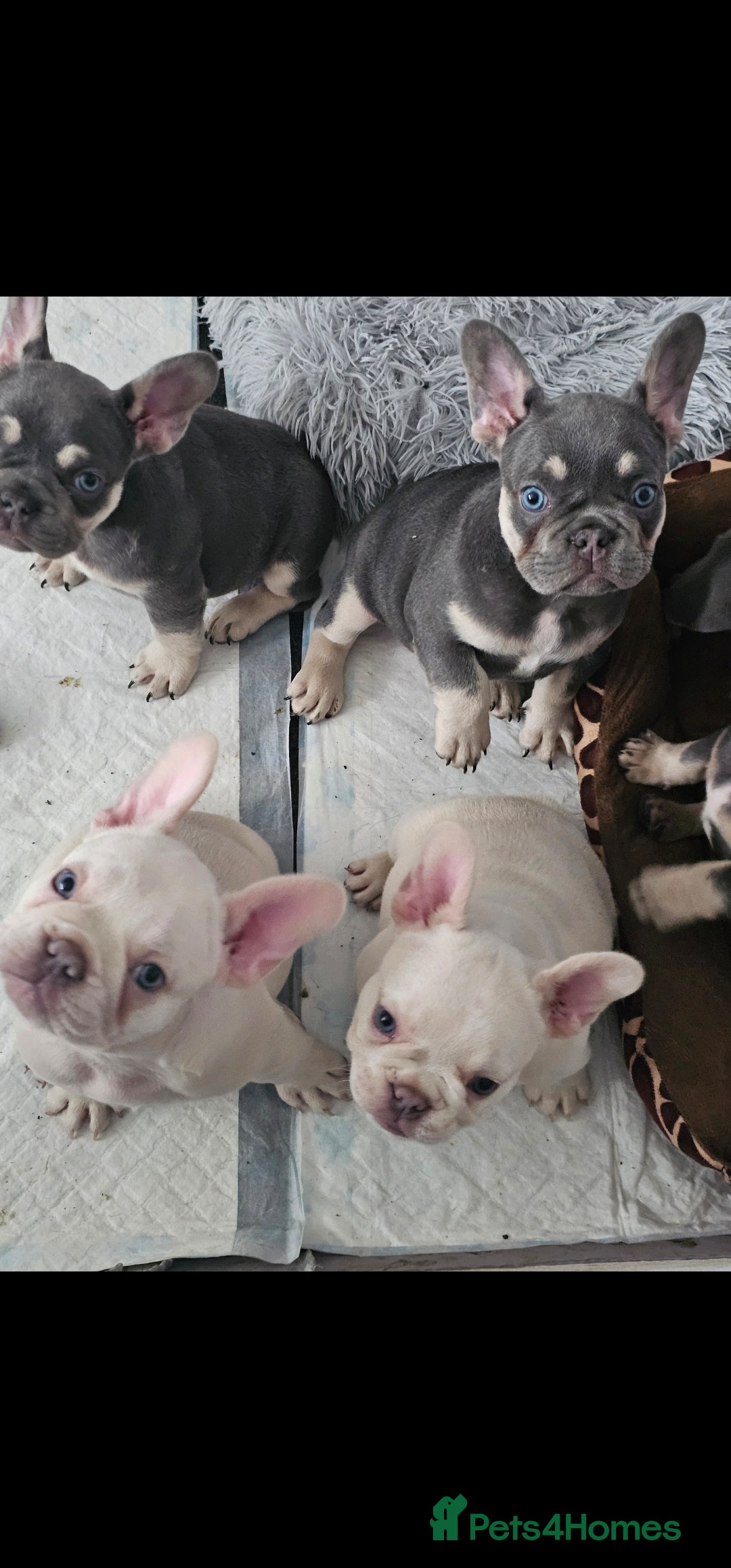 French Bulldog dogs for sale: 7french bulldogs for sale  - Image 3