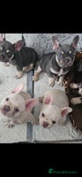 French Bulldog dogs - Advert 3