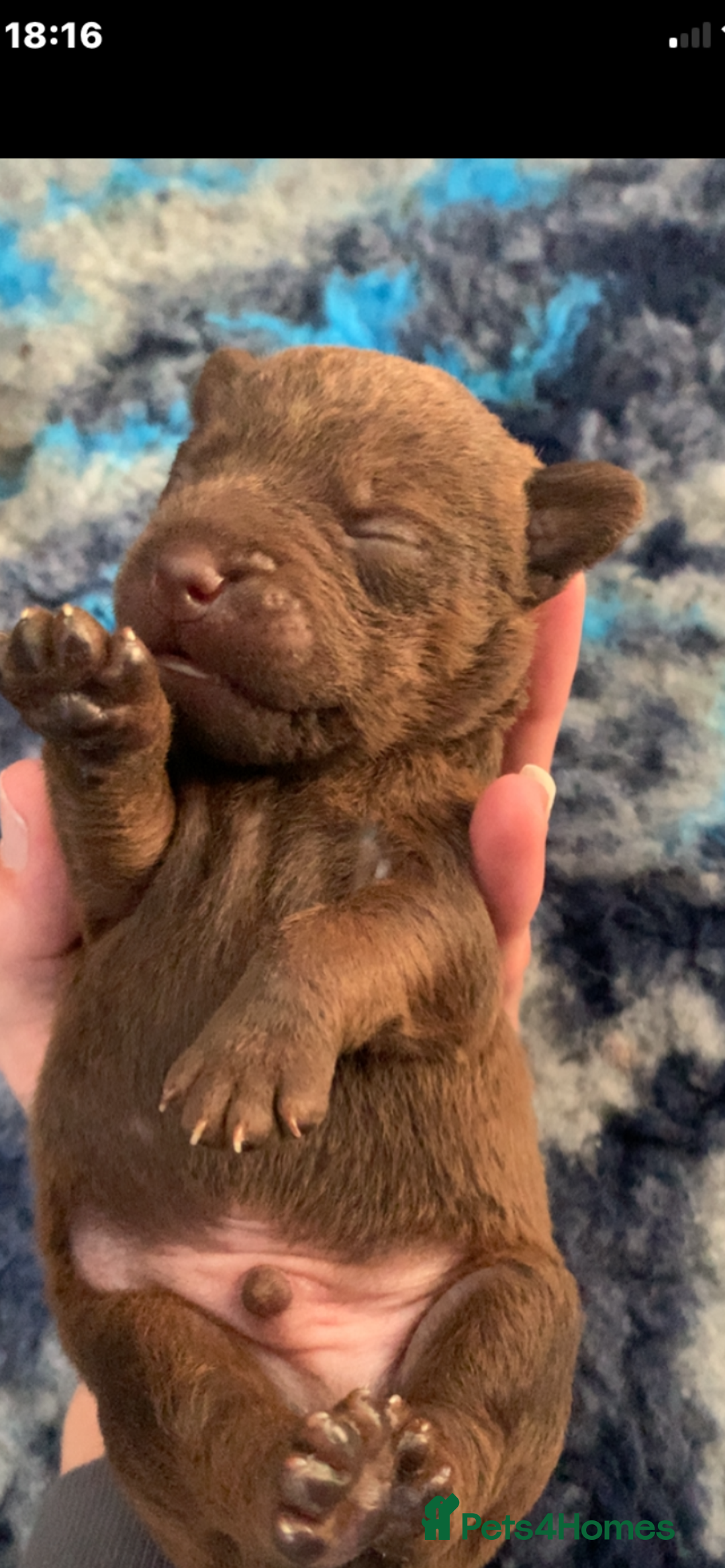 Patterdale Terrier dogs for sale: Beautiful chocolate patterdale terriers  - Image 3