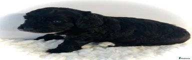 Cockapoo 1