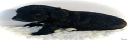 Cockapoo dogs for sale: F1b cockerpoos available to reserve  - Advert 13