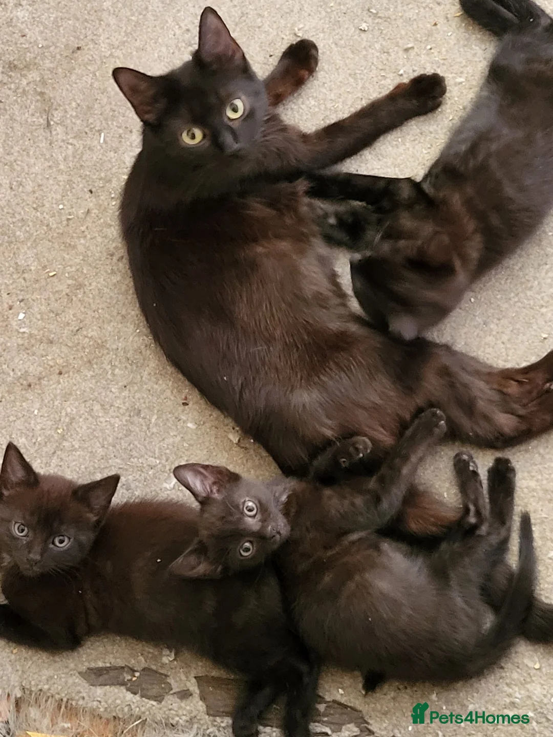 Mixed Breed cats for sale: 2 black kittens ready and waiting - Advert 1