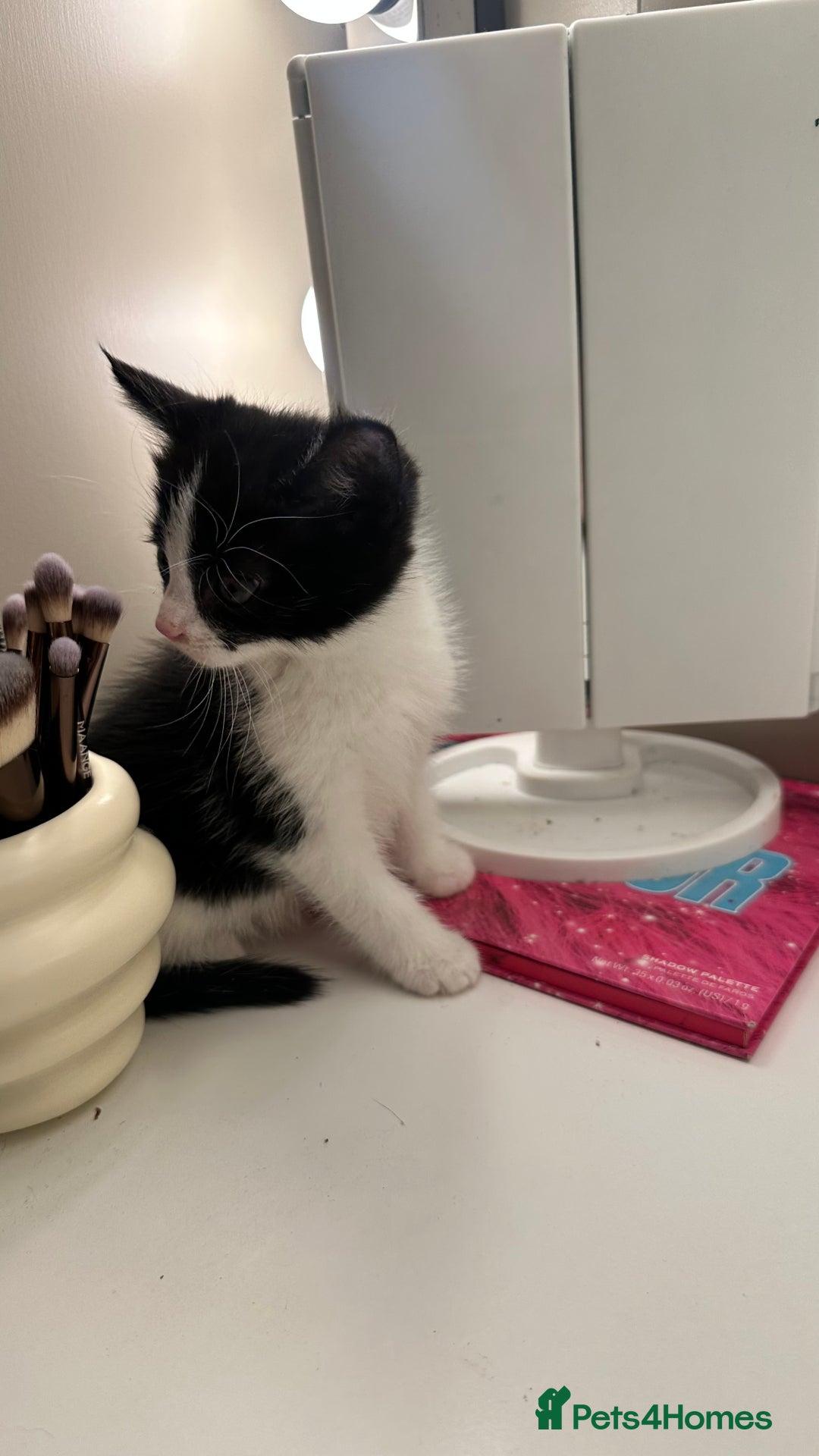 Mixed Breed cats for sale: 6 mixed breed ( shorthair and longhair) kittens - Advert 19