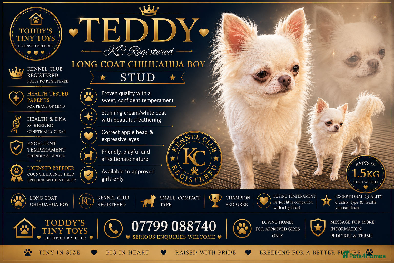 Chihuahua dogs Stunning chihuahua  stud boy - Advert 18