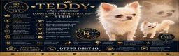 Chihuahua dogs for stud: Stunning chihuahua  stud boy - Advert 1