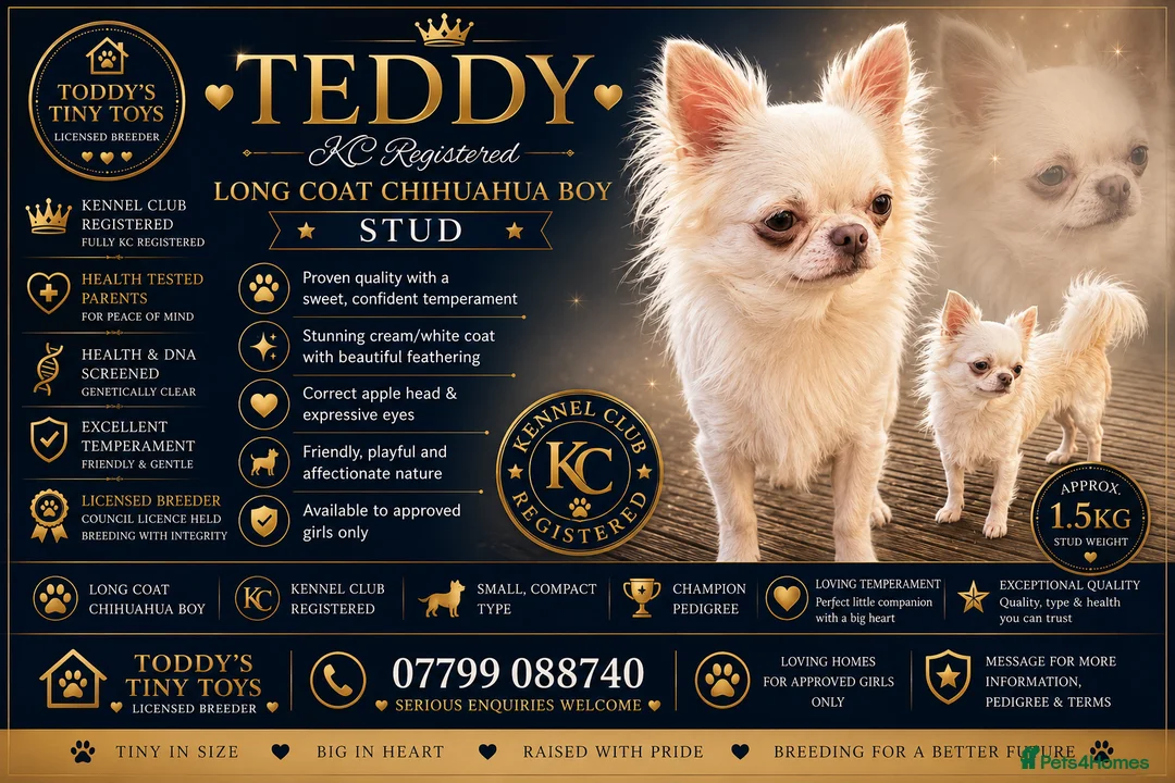 Chihuahua dogs for stud: Stunning chihuahua  stud boy - Advert 1