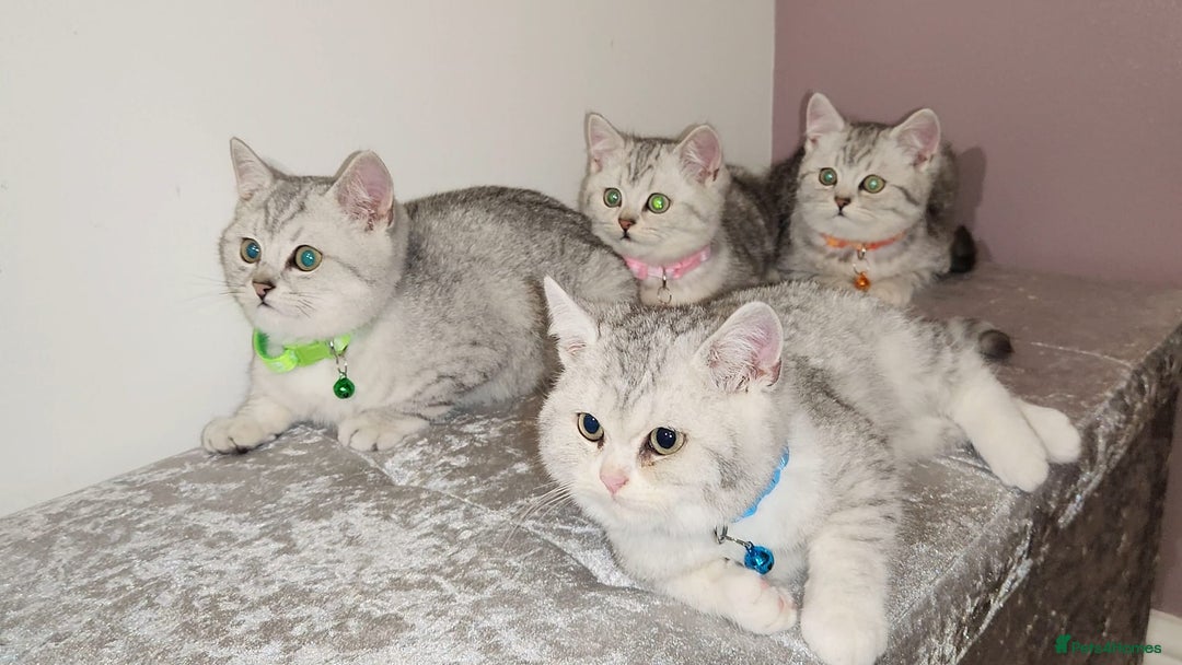 British Shorthair cats for sale: Amazing Quality British Shorthair Kittens - Advert 3