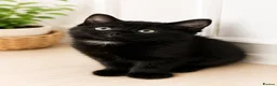 Mixed Breed cats for sale: 🐾 Beautiful Kittens Ready for Their New Homes 🐾 - Advert 4