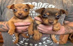 Jack Russell dogs for sale: Beautiful miniature jack russell puppies  - Image 1