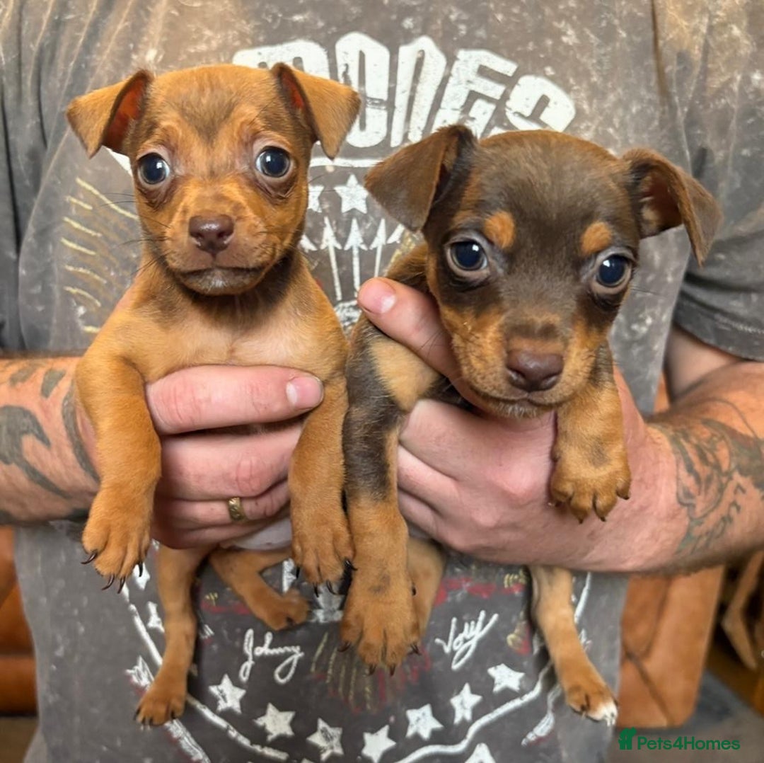 Jack Russell dogs for sale: Beautiful miniature jack russell puppies  - Image 1
