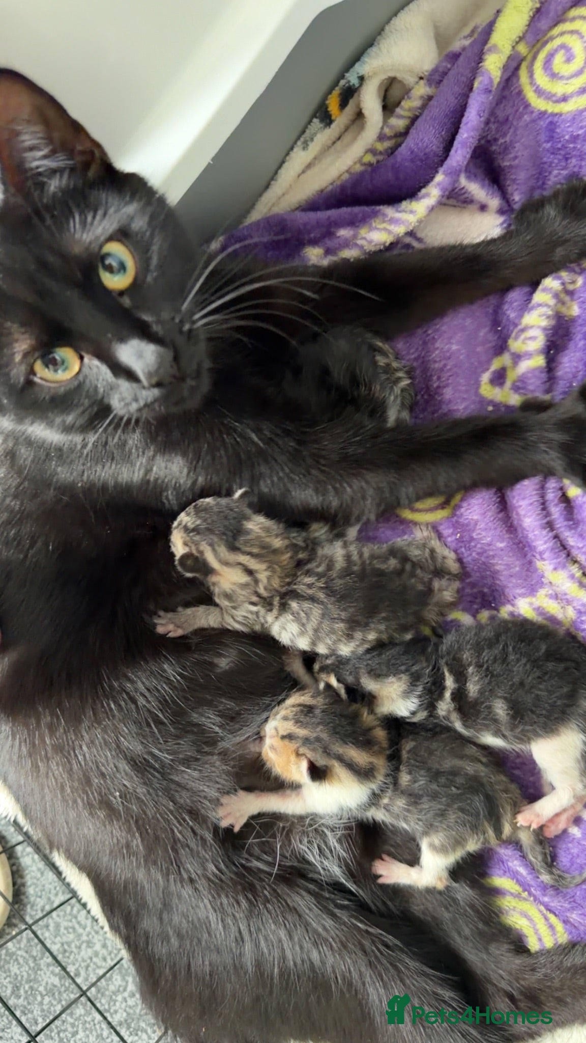 Mixed Breed cats Beautiful kittens and Mummy - Advert 10