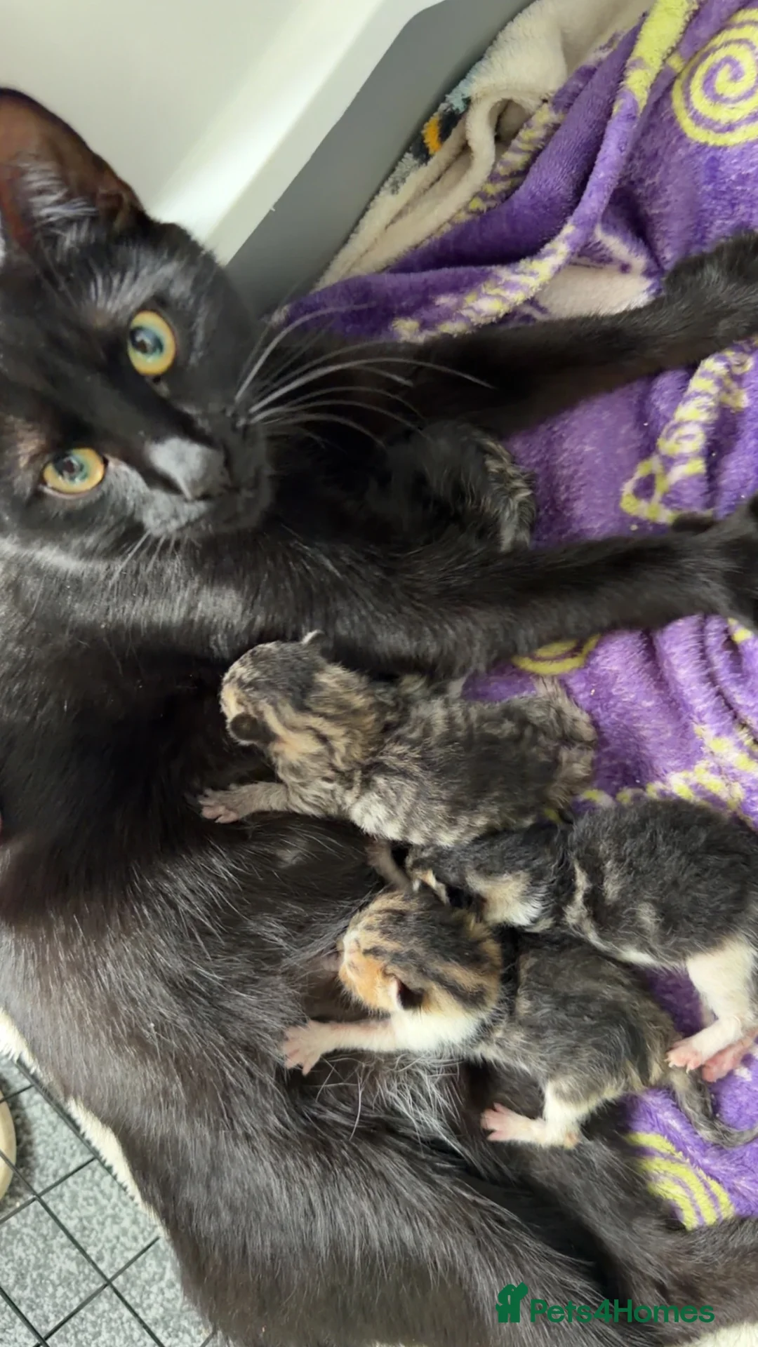 Mixed Breed cats for sale: Beautiful kittens and Mummy - Advert 1