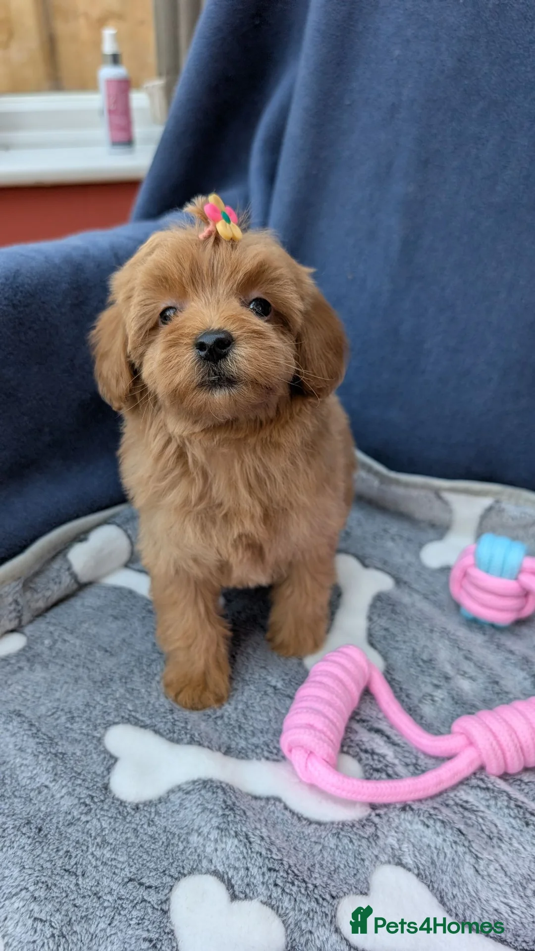 Maltipoo dogs for sale: Tiny Toy Red Maltipoo Puppies  - Advert 2