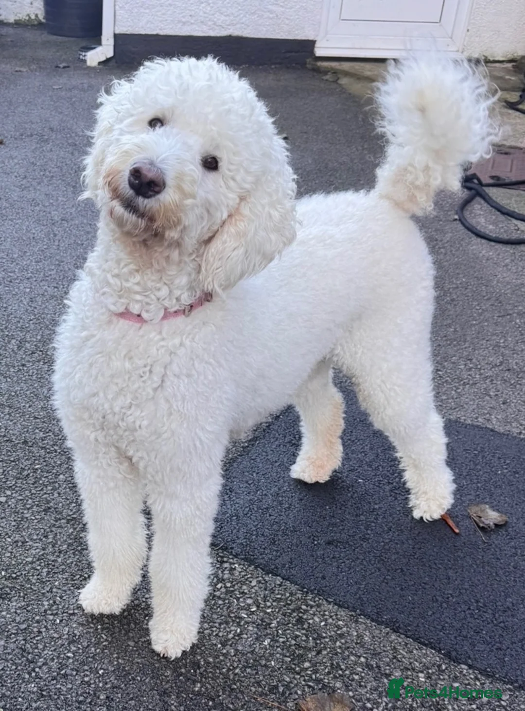 Mixed Breed dogs for sale: Gorgeous large Doodle Boy Puppy ‘Obi’ - Advert 1