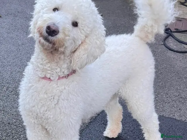 Mixed Breed dogs for sale: Gorgeous large Doodle Boy Puppy ‘Obi’ - Advert 13