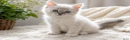 Ragdoll cats for sale: 👑Grand Champion Bloodlines Ragdoll Kittens👑 - Advert 6