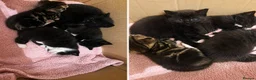 Mixed Breed cats for sale: 4 male kittens for sale  in Meifod - Advert 6