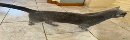 Russian Blue cats for sale: Beautiful Russian Blue Boy – Potential Stud Boy - Advert 2