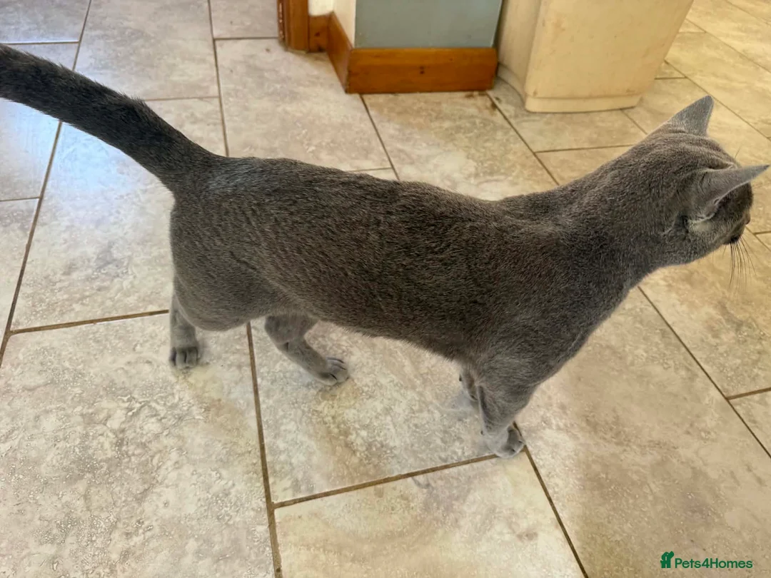 Russian Blue cats for sale: Beautiful Russian Blue Boy – Potential Stud Boy - Advert 2