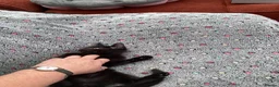 Mixed Breed cats for sale: Feral kittens  in Durham - Advert 3