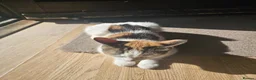 Mixed Breed cats for sale: Cute cat ready to go - Advert 6