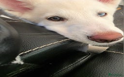 Siberian Husky dogs for sale: Skylar 7 month old white husky.  - Image 1
