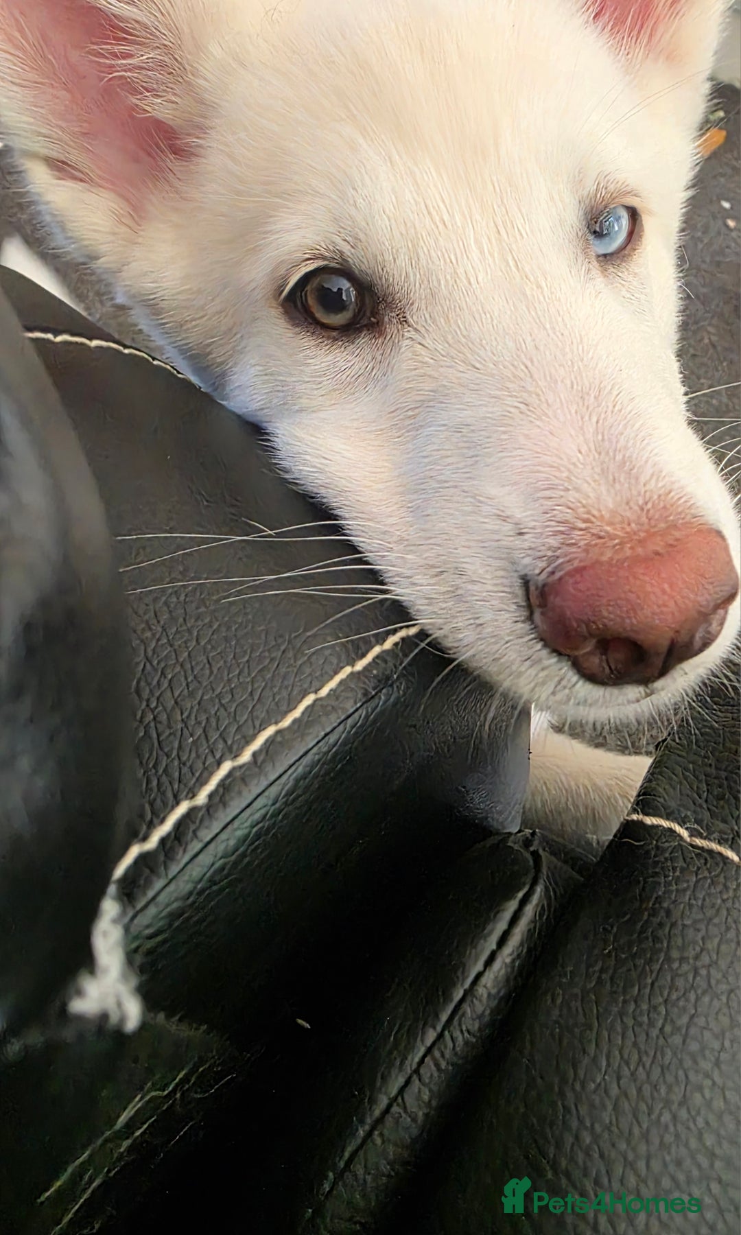 Siberian Husky dogs for sale: Skylar 7 month old white husky.  - Image 1
