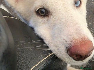 Siberian Husky dogs - Advert 1